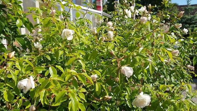 Роза Лебединое озеро смотреть онлайн