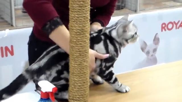 Американская Короткошерстная Порода, Породы Кошек