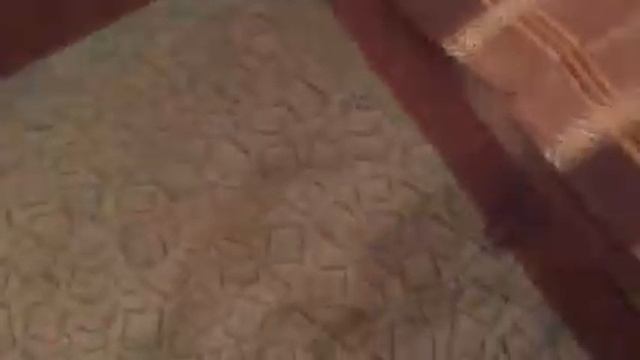 Камыши -потеряшка выбежал на встречу смотреть онлайн