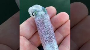 Живой кальмар