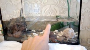 как не менять воду в аквариуме
