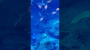 Дубайский аквариум 🐠 Подводный мир, который поражает 🐟 ОАЭ 🇦🇪 #путешествие #дубай #океанариум