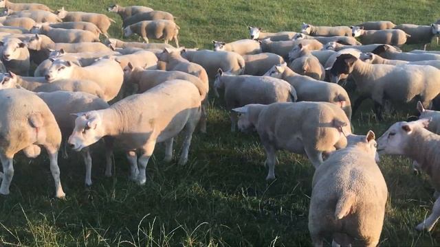 Texel  Beltex x Rams