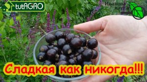 СМОРОДИНА СЛАДКАЯ КАК НИКОГДА! Просто сделайте эту подкормку 1-2 раза за сезон. И наслаждайтесь!
