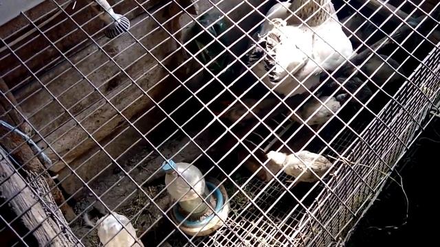 Обзор цыплят четыре едели кормушки поилки мешанки смотреть онлайн