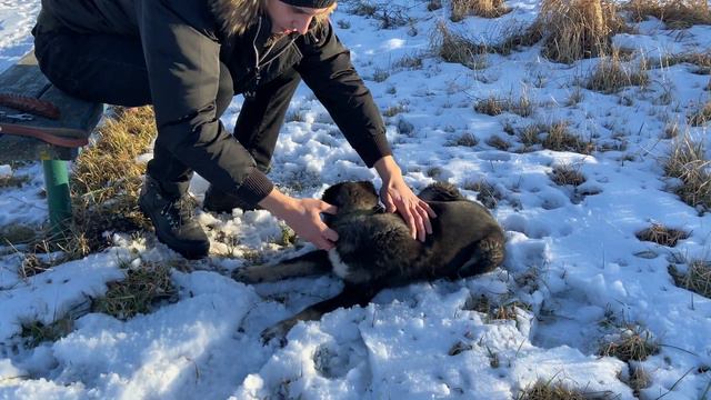 Начальная дрессировка: научить сидеть, лежать щенка алабая, САО смотреть онлайн
