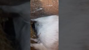 Как выглядит  коза после половины сукозности...