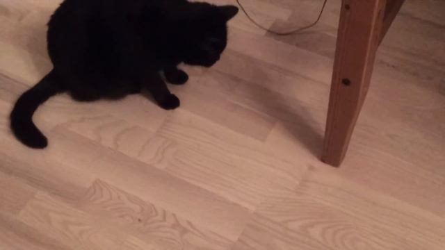 Кошка самоиграйка смотреть онлайн