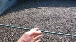 Начало уборки подсолнуха комбайном Нива СК 5 с приставкой для подсолнуха