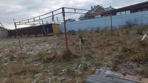Тренировка лаек по белке
