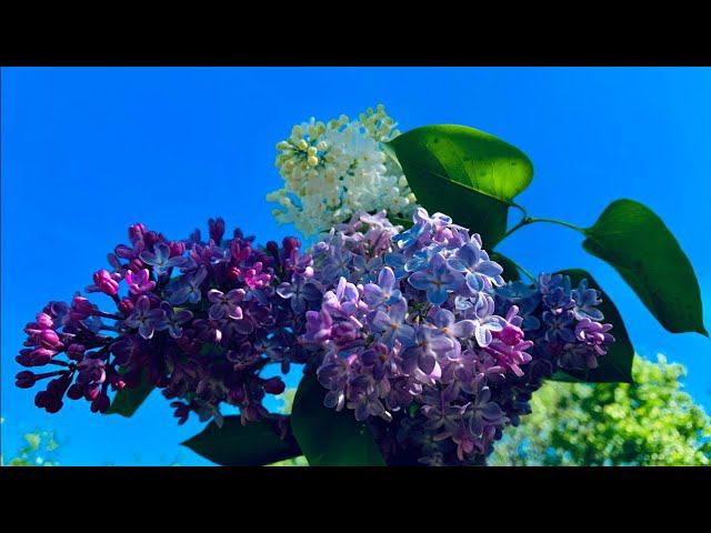 VLOG: Высадили КАБАЧКИ / Подкормка огурцов / ПОДКОРМКА КЛУБНИКИ