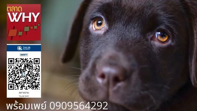 พุธ 1/7/63 (EP164) : ดีมานด์เทียมจบ วันนี้ของจริง ขณะที่องค์ประกอบดีๆเริ่มก่อตัวแล้วที่จีน смотреть онлайн