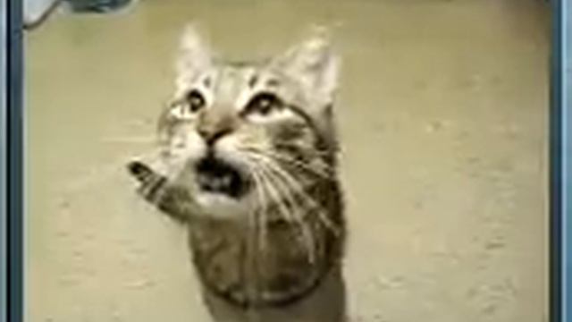 meow смотреть онлайн