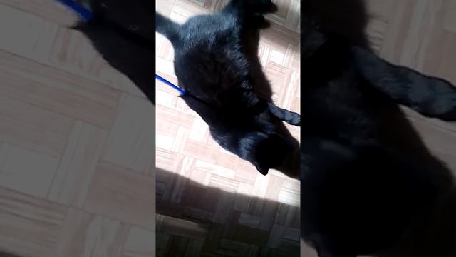 Тимати ищет Дом смотреть онлайн