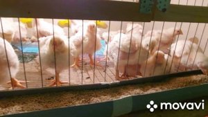 Вес бройлера в 14 дней. Увеличиваем площадь для выращивания бройлеров. Арбор Айкрес.