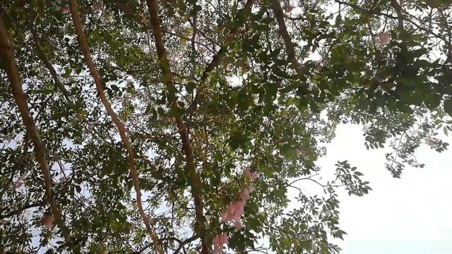 Robarosiya Tree (Tabebuia rosea) смотреть онлайн