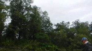 лов горбуши на тасманский дьявол. блесна на лосося