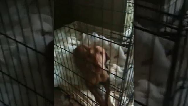 Vizsla destroys crate bedding