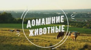 ДОМАШНИЕ ЖИВОТНЫЕ для Детей - Развивающее видео УЧИМ ЖИВОТНЫХ на Ферме