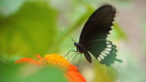 Самые интересные факты про бабочек