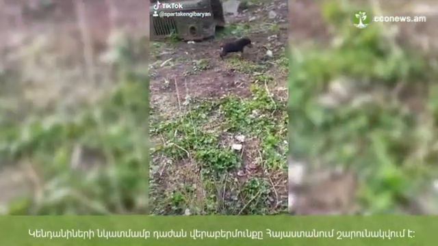 Ահազանգ․ կենդանիներին կապել և տանջալից «վարժանքի» է ենթարկել смотреть онлайн