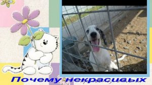 ПОЧЕМУ  НЕКРАСИВЫХ НЕ ЛЮБЯТ