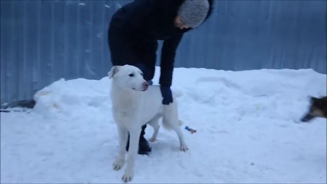 БЕЛЯШ - БЕЛАЯ СОБАКА! смотреть онлайн