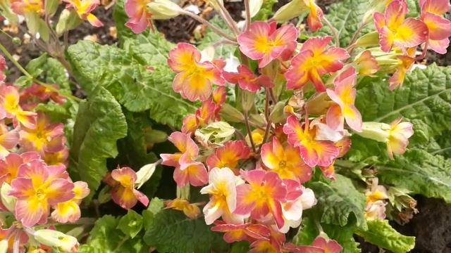 #сад #примулы /Красота неописуемая от маленьких примул ( лат. Primula). Примула гибридная Хамелеон смотреть онлайн