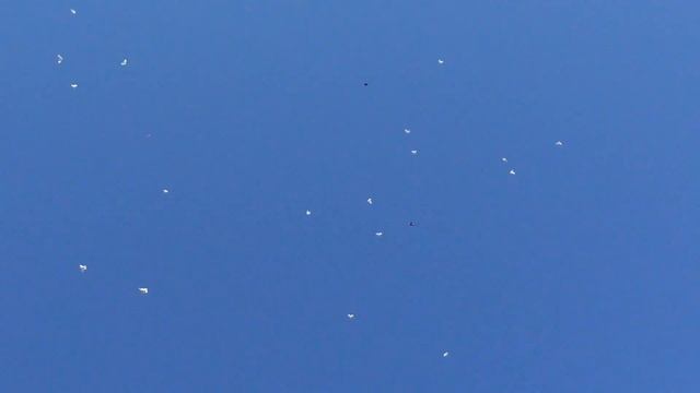 Гоняем голубей в День России! смотреть онлайн