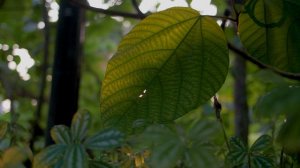 Константин Меладзе,София Тарасова "Почему я"