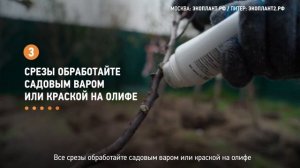 Как обрезать яблоню? Как обрезать яблоню, грушу, сливу осенью? Осенняя обрезка плодовых деревьев