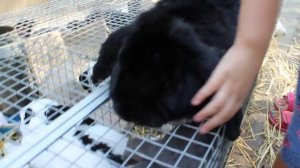 Вислоухий кролик породы баранчик Кролик баран