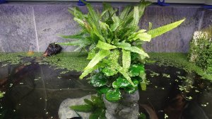 Аквариум 500 литров из бетона.mp4