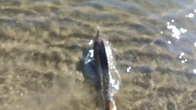 Спасение на водах. смотреть онлайн