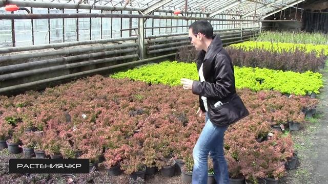 Барбарис Тунберга Адмирал / Барбарис посадка и уход