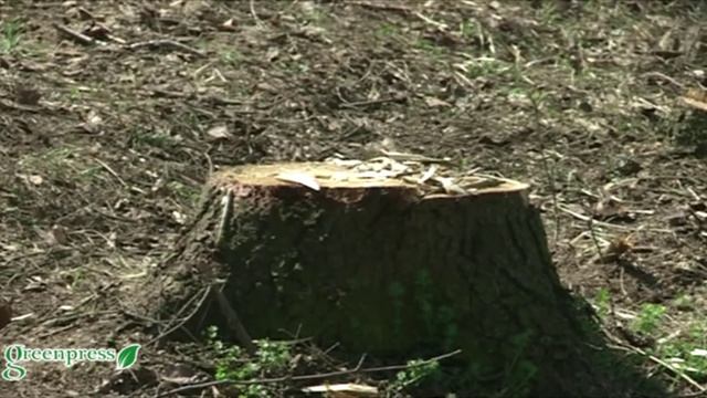 Посадка деревьев в Подмосковье смотреть онлайн