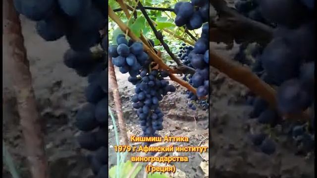 Кишмиш Аттика