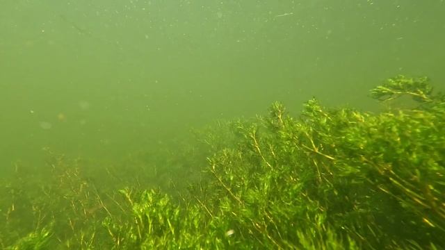 Малые реки России: р. Олым Давыдовка Липецкая обл. Водные растения: Наяда большая. Рыба: Горчак, Яз смотреть онлайн