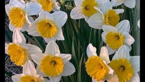 Луковичное растение.  Нарцисс . Сорта подходящие и для квартиры