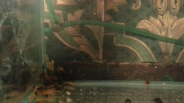 малек анцитруса, как содержать анциструсов, Ancistrus, Zierfische, HOW TO: Breed Ancistrus fish