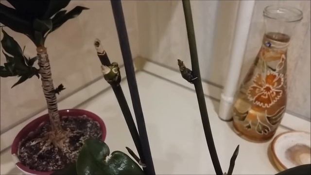 Результаты применения цитокининовой пасты драцена vs орхидея спустя 3 месяца после обработки смотреть онлайн