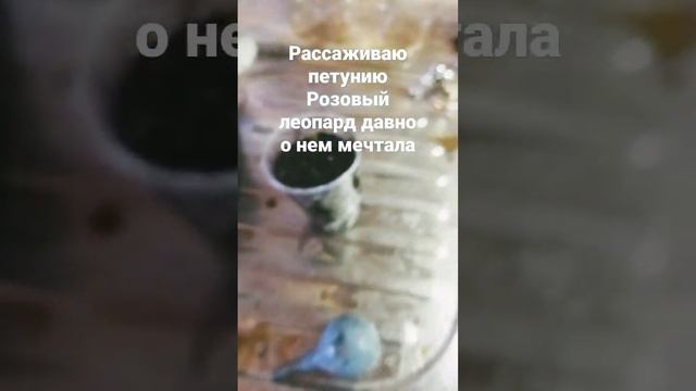 Пикирую петунию Розовый леопард #дача #садогород #огород #цветы #петуния #рассада #продажацветов