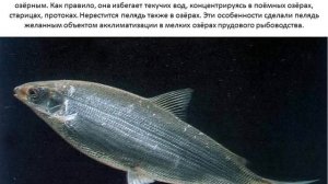 Рыба Пелядь