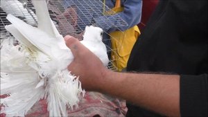 Сельские голуби,Дивное ярмарка голубей и декоративных птиц, 2 часть от 2 10 2022 года.