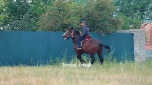 Подборка Ноокатских Топ лошадей