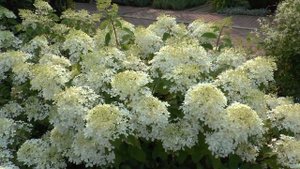 Цветы Гортензия из сада Николая Дементьева деревня Богданиха