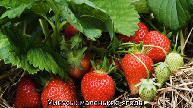 Когда созревает клубника в Крыму