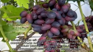 Виноград Красотка