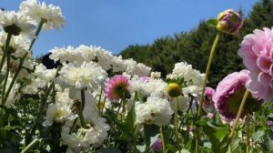 Георгины! Интересные Сорта с Названиями! Dahlia Varieties London!