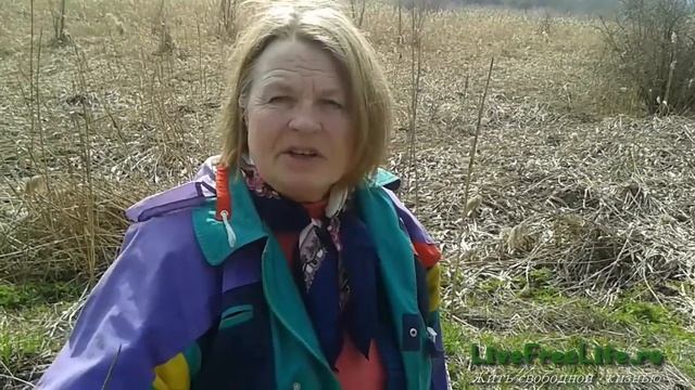 Тысячелистник - невероятное кровоостанавливающее растение и еда смотреть онлайн